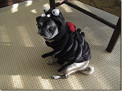black pug spider costume spider pug pictures to pin on pinsdaddy black pug spider costume spider pug pictures to pin on pinsdaddy